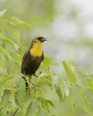 Yellow-headed Blackbird, Nayanquing Point State Wildlife Area, MI, June 2016 