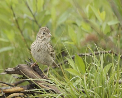 Vesper Sparrow, Mio, Michigan, June 2016