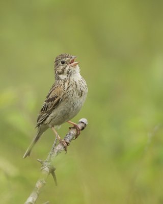 Vesper Sparrow, Mio, Michigan, June 2016