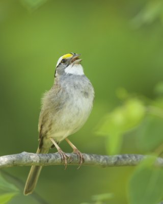 White-throated Sparrow, Mio, Michigan, June 2016