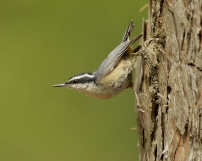 Red-breasted Nuthatch, Grayling, Michigan, June 2016