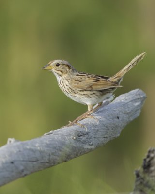 Lincoln's Sparrow, Grayling, Michigan, June 2016