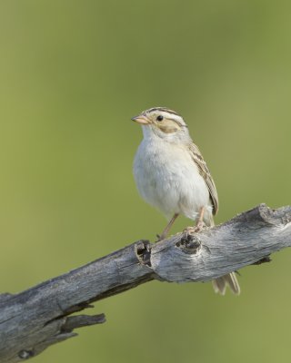 Clay-colored Sparrow, Grayling, Michigan, June 2016