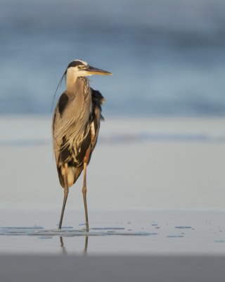 Great Blue Heron, Dauphin Island, June 2016