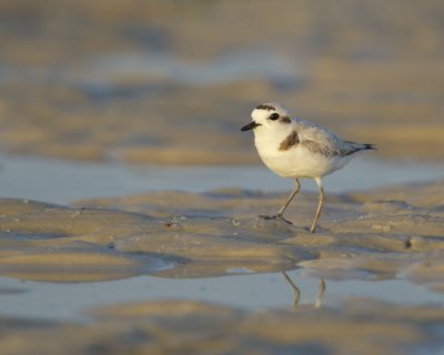 Snowy Plover, Dauphin Island, June 2016