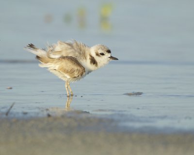 Snowy Plover, Dauphin Island, June 2016