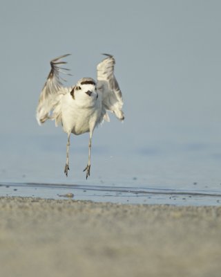 Snowy Plover, Dauphin Island, June 2016