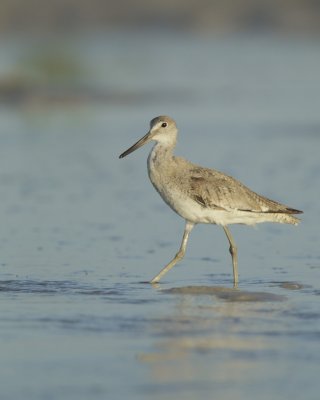 Willet, Dauphin Island, June 2016