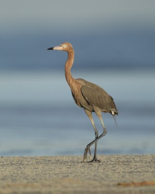 Reddish Egret, Dauphin Island, June 2016