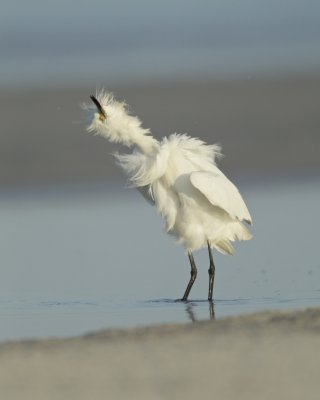 Snowy Egret, Dauphin Island, June 2016