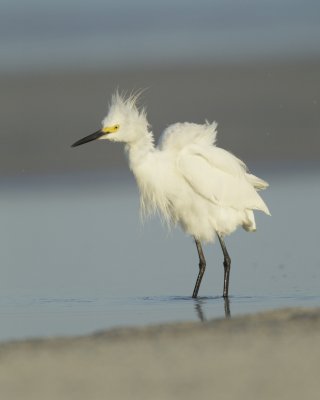 Snowy Egret, Dauphin Island, June 2016
