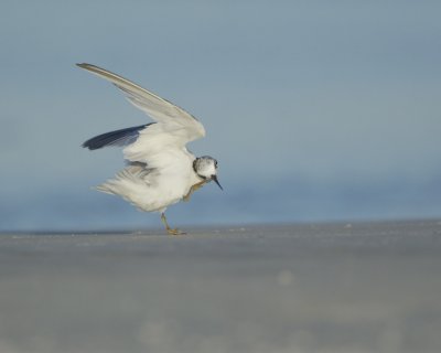 Least Tern, Dauphin Island, June 2016