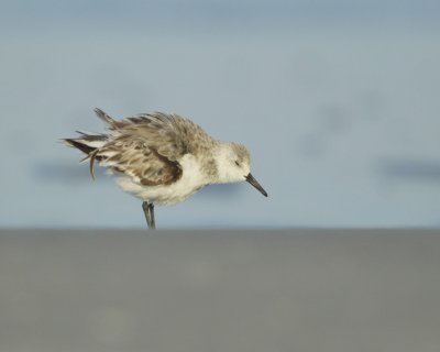 Dunlin, Dauphin Island, June 2016