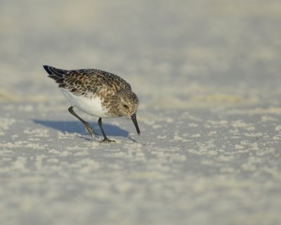 Dunlin, Dauphin Island, June 2016