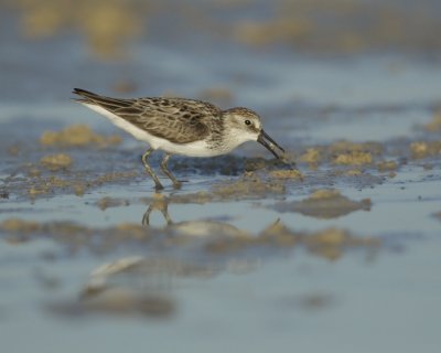 Semi-palmated Sandpiper, Dauphin Island, June 2016