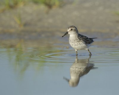 Semi-palmated Sandpiper, Dauphin Island, June 2016