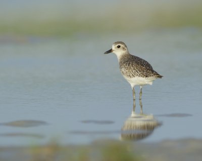 Black-bellied Plover, Dauphin Island, June 2016