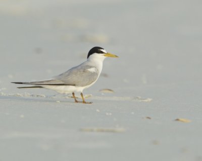 Least Tern, Dauphin Island, June 2016
