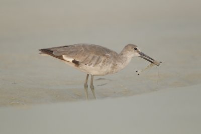 Willet, Dauphin Island, June 2016