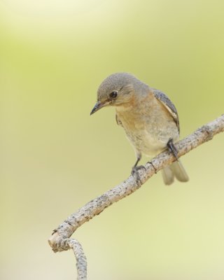 Eastern Bluebird, Dauphin Island, June 2016