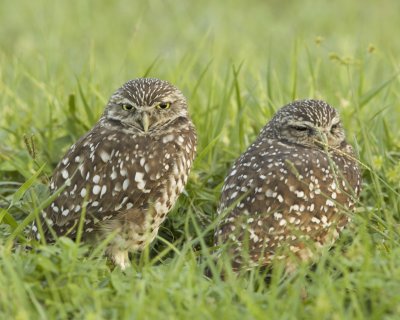 Burrowing Owl, Cape Coral, October 2016