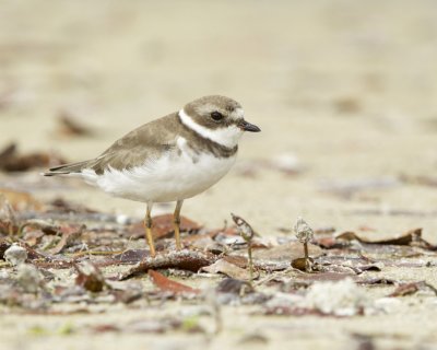 Semipalmated Sandpiper, Ft Myers Beach, October 2016