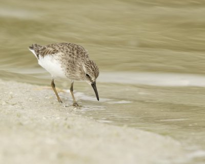 Least Sandpiper, Ft Myers Beach, October 2016