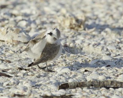 Snowy Plover, Ft Myers Beach, October 2016
