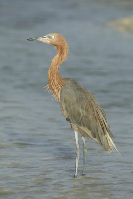 Reddish Egret, Ft Myers Beach, October 2016