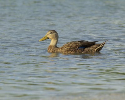Mottled Duck, Ft Myers Beach, October 2016