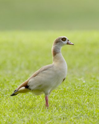 Egyptian Goose, Plantation, FL, October 2016