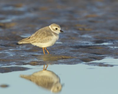Piping Plover, Bunche Beach, October 2016