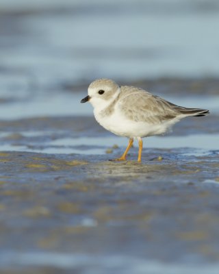 Piping Plover, Bunche Beach, October 2016