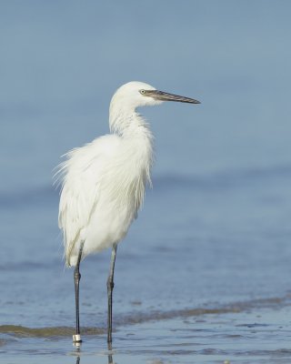 Reddish Egret (White Morph), Bunche Beach, October 2016