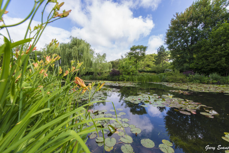 lilly pond
