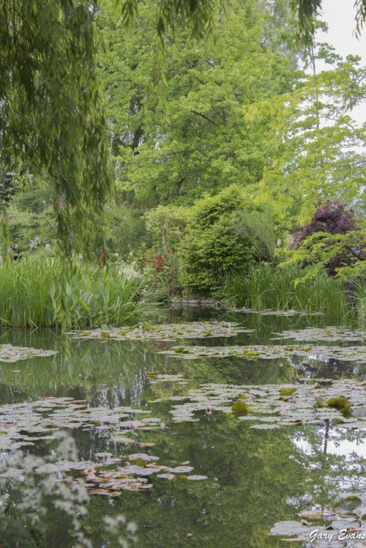 lilly pads