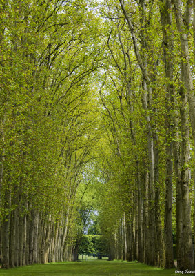 inviting pathway