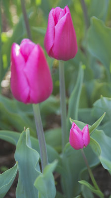 Tulips of the Skagit Valley