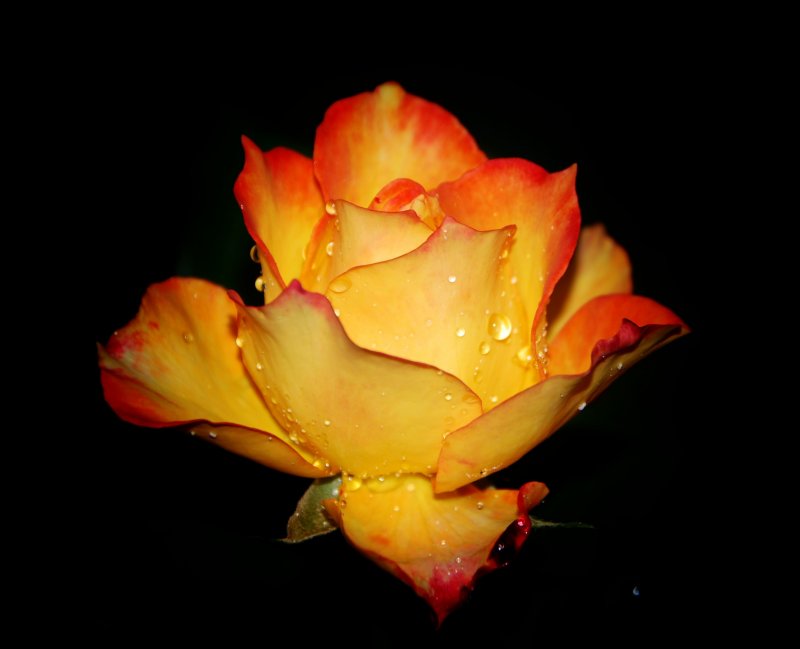 Rosa amarillo fuego
