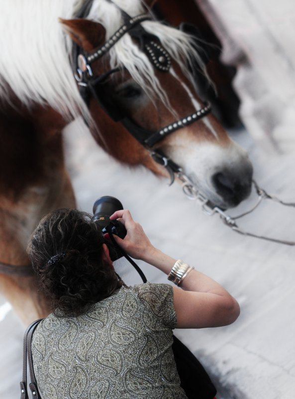 fotografa caballo
