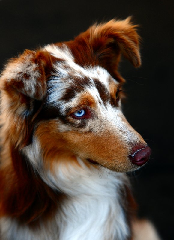 Blue Eye Dog