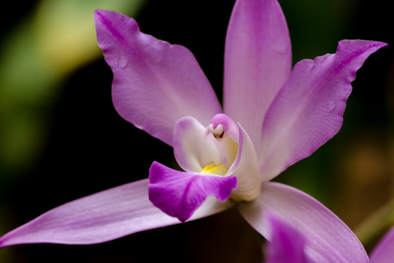orquidea laelia