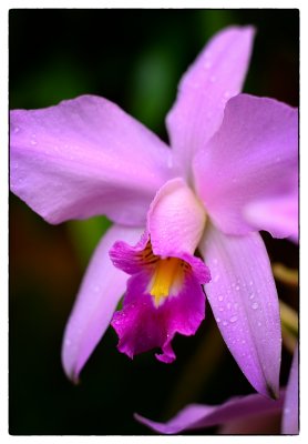 Laelia Anceps 2013