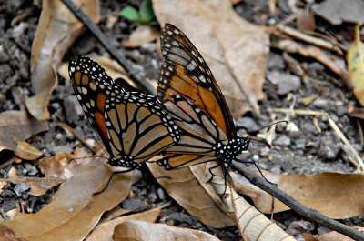 MARIPOSA MONARCA