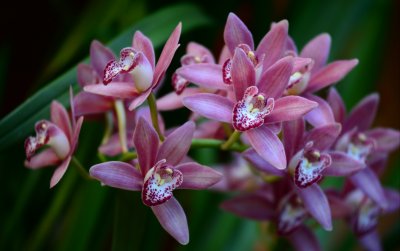 Cymbidium Rosado