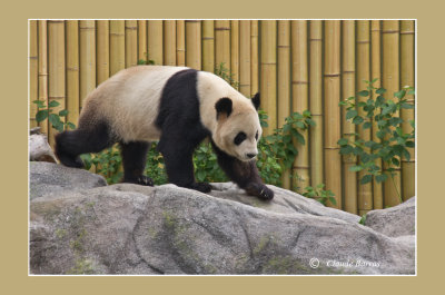 1 Panda male Toronto Zoo