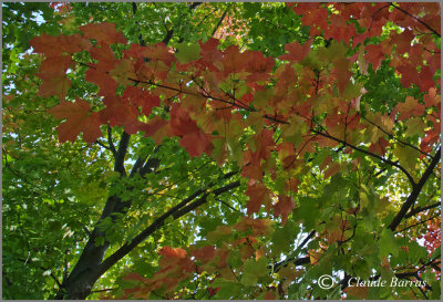 Ontario fall pictures