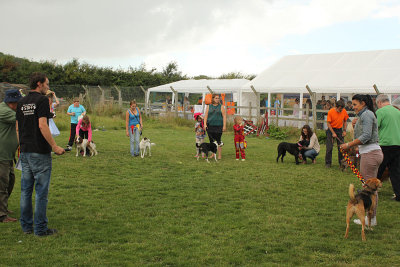 North Clwyd Animal Rescue Dog Show 2013