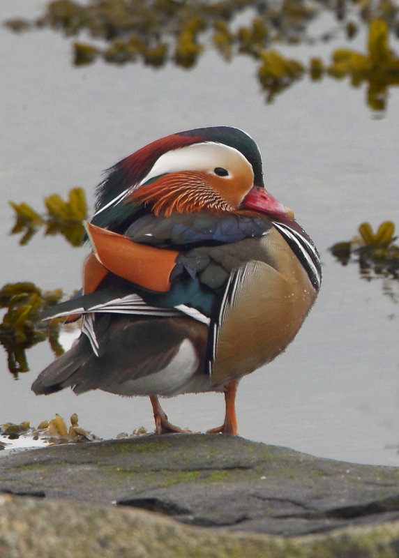 Mandarin Duck