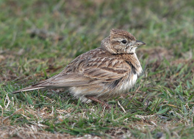 Short-toed Lark